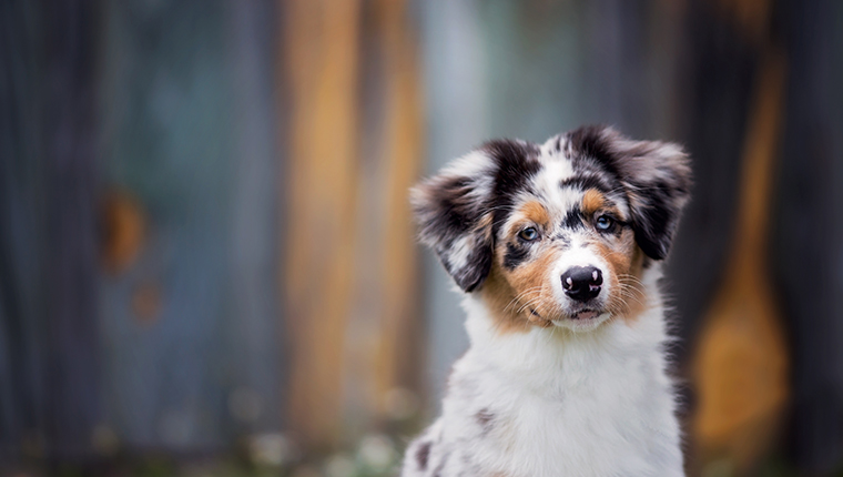 Adorable Australian Shepherd puppy sitting in front of a colorful wood wall.