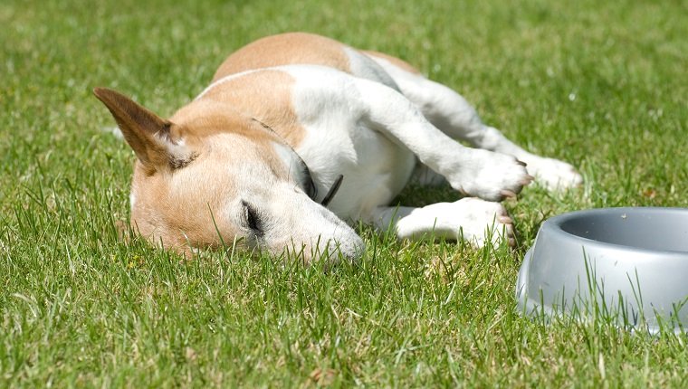 Jack Russell with full tummy could use Tums.