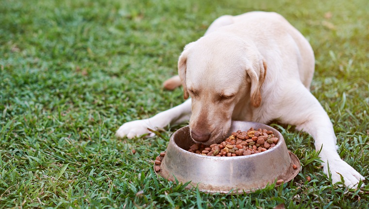 Brown labrador eating on green grass from metal bowl on blurred background
