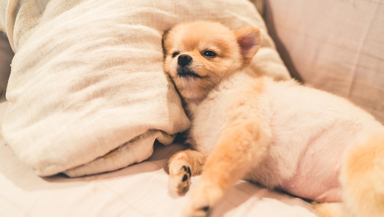 Cute pomeranian dog sleeping on pillow on bed, with copy space