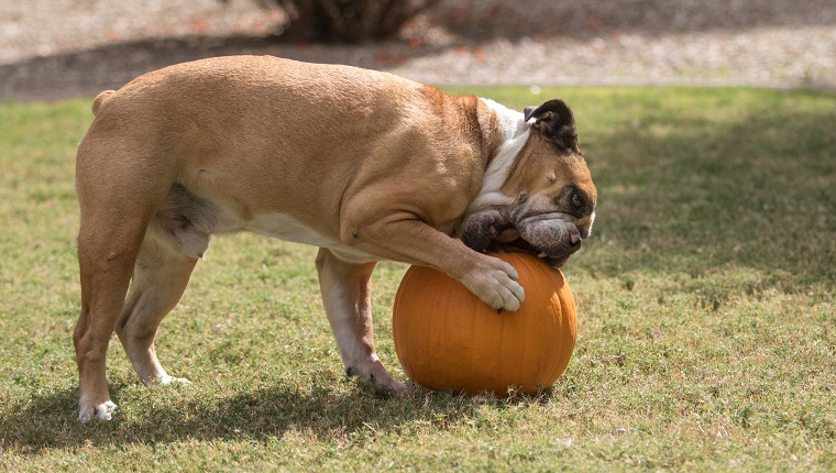 Bulldog working hard to eat a pumpkin