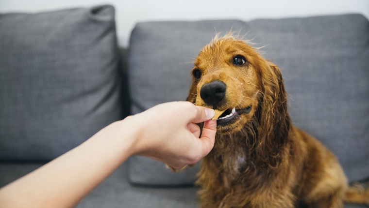 A red cocker spaniel is sitting on a grey sofa indoors. He is biting the snack out of his unrecognisable owners hand.