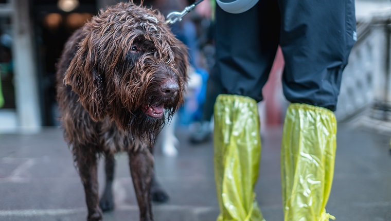 furry brown dog with man wear rain plastic boot raining season venezia italy