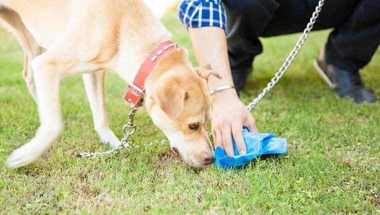 Closeup of the hand of a man picking up some dog poop with a bag while his dog sniffs it