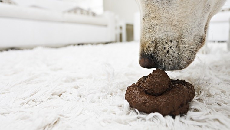 Dog examines his dirty deed