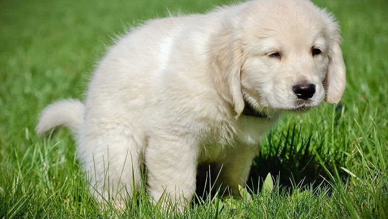 A cute golden retriever puppy, learning potty training