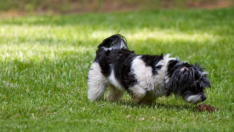 A dog smelling another dog's feces.