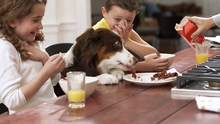 Dog eating scraps from plate between children (6-8) at kitchen table