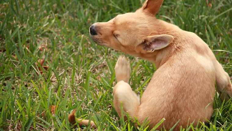 To Stop Fleas Before They Start: Nematode Worms