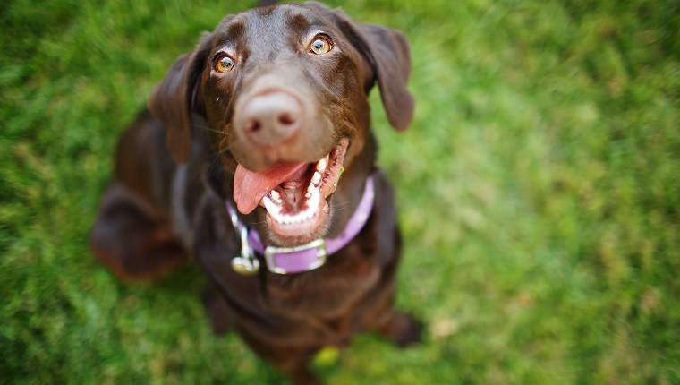 Happy, Chocolate Labrador Retriever, Summer, Green Grass