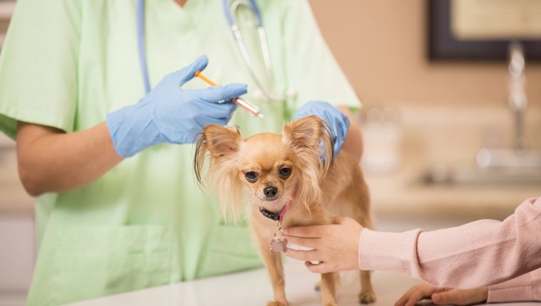 Cute Chihuahua dog gets love and affection as she is getting her annual vet check up by a kind female doctor. She is getting her yearly vaccinations. Her little girl pet owner consoles her during the exam. Doctor's office or animal hospital.