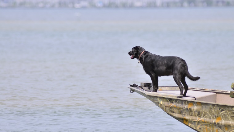 This Black Labrador Retriever is just in pure dog heaven on the bow of the Jon Boat anticipating jumping in the water to retrieve a duck. Ducks aren't in season now but she doesn't know that.