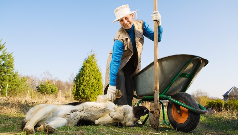 Happy mature woman working at garden and her dog.