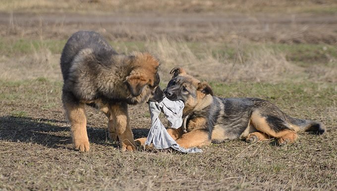 german shepherd puppies playing