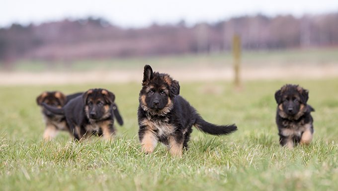 german shepherd puppies in a field