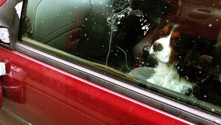 Dog Looking Through Car Window