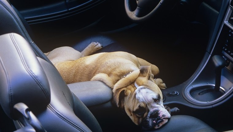 A boxer (dog) laying on the front seat of a car, Vancouver Island, British Columbia, Canada.