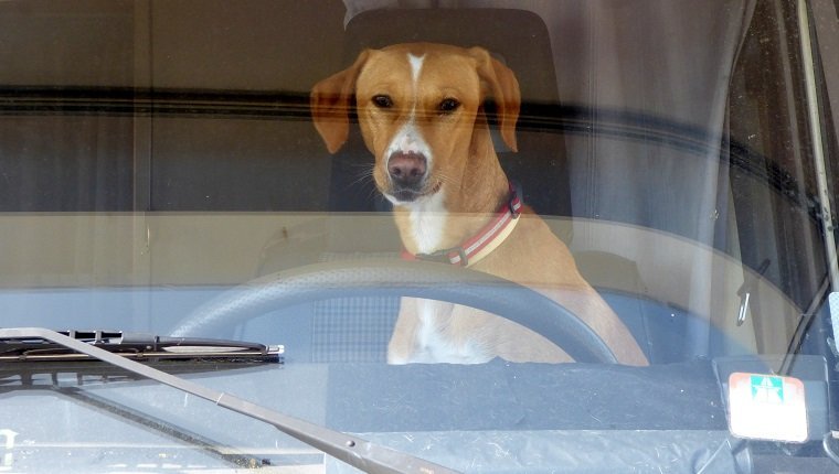 Close-Up Portrait Of Dog