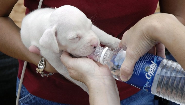 Young white puppy getting drink
