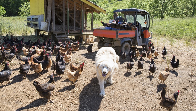 Portrait of pyrenean mountain dog and free range golden comet and black star hens on organic farm