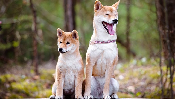 puppy and adult shiba inus
