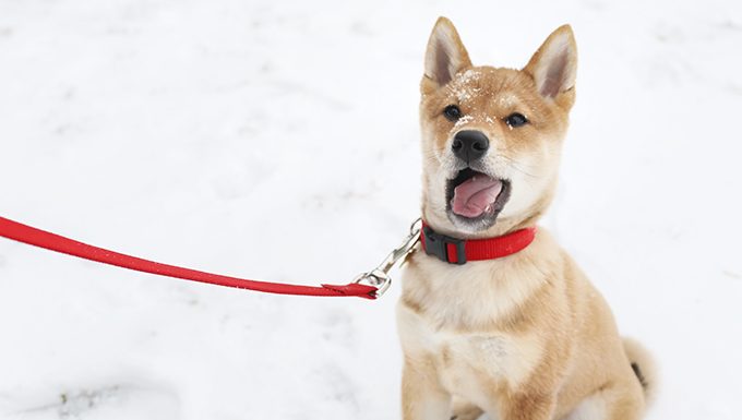 shiba inu puppy fussing