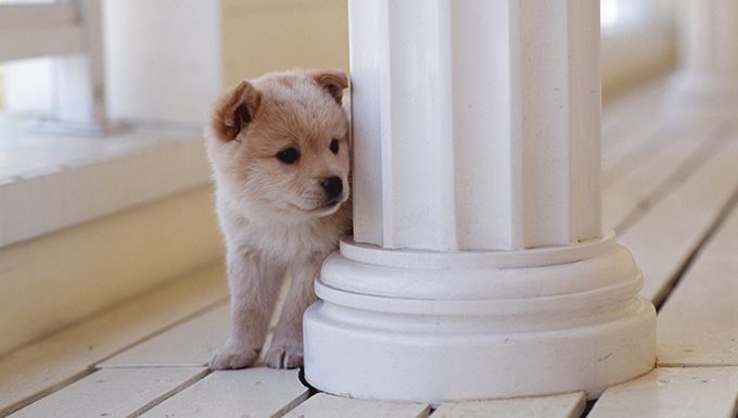 shiba inu puppy hiding around column