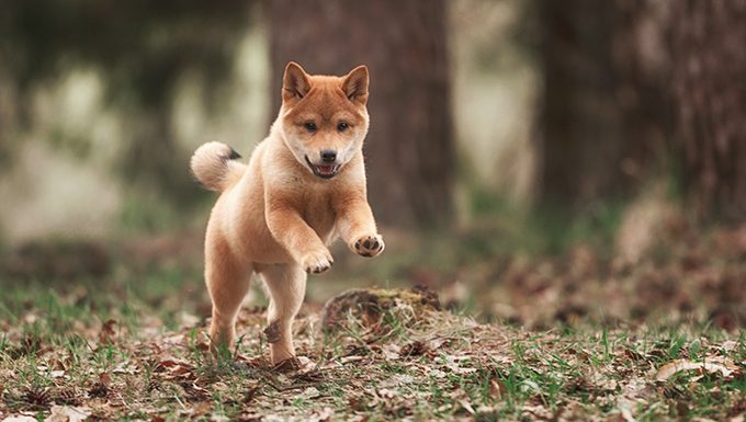 shiba inu puppy in forest