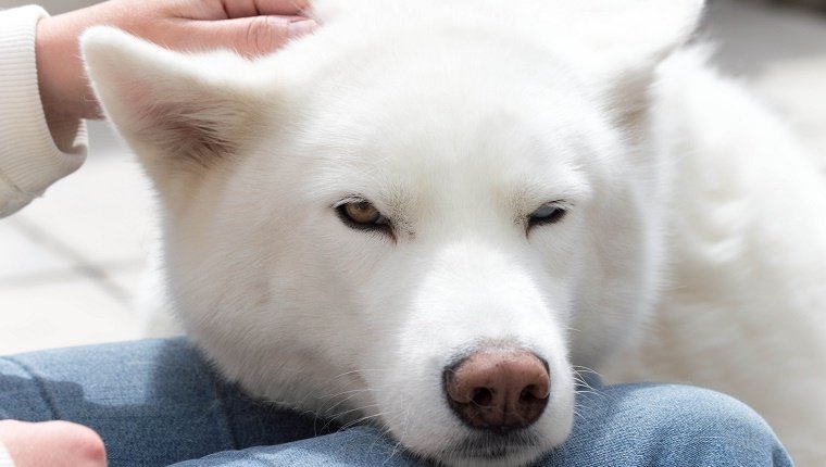 Ear Rubs Make Your Dog High On Love