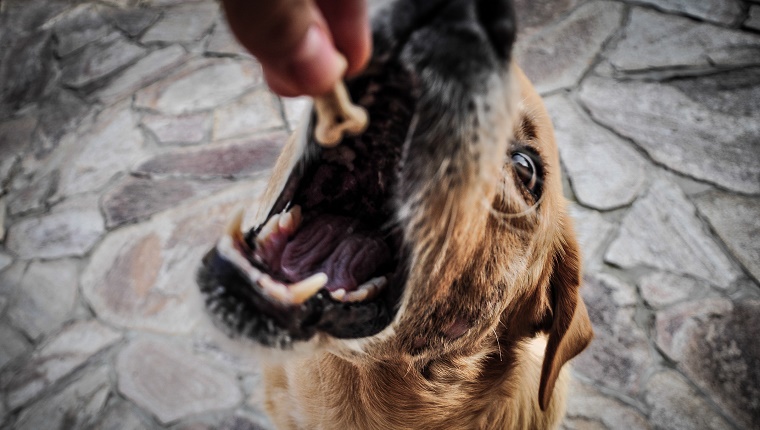 Try Feeding Your Dog By Hand