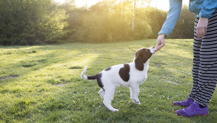 Train Your Dog