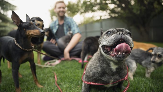 man sitting with dogs as french bulldog smiles at camera