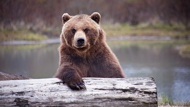 Brown bear relaxing on a log near a pond