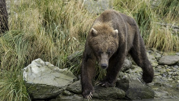 This female Alaskan Brown bear has two second year cubs and is searching alomg a river bank for Salmon. The Coho run is late this year and she is having no luck. She seems to be in poor condition, but her two 2 year old cubs were healthy, well fed, and very playful.