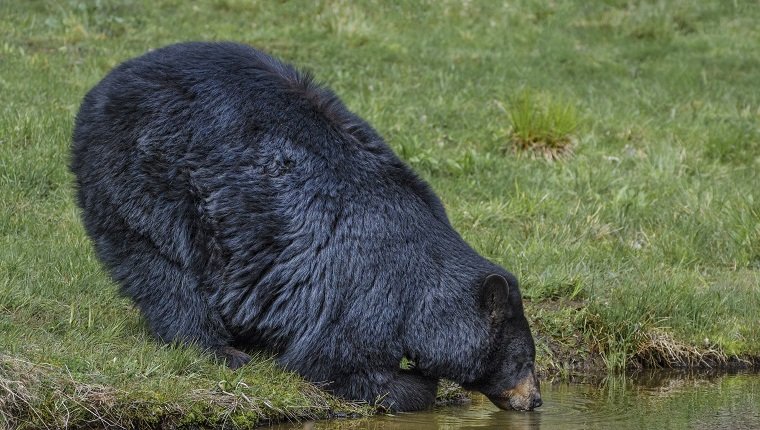 A large adult black bear is leaning on his forearm, and drinking for a pond.