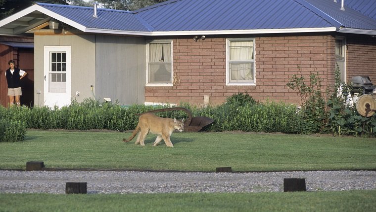 Mountain Lion, Puma concolor, within city limits of Bozeman, Montana, USA