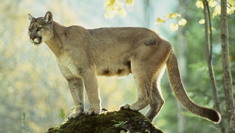 Adult female cougar (Puma concolor), Alberta, Canada.
