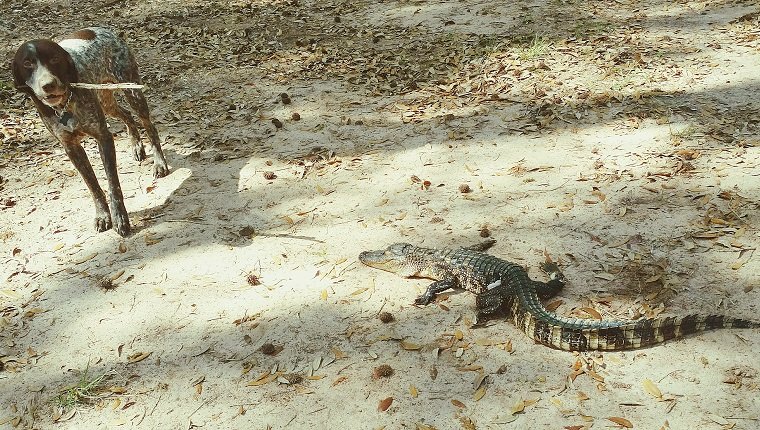 Dog Standing By Alligator