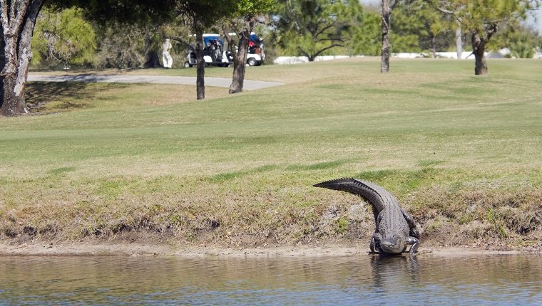 Alligator on a golf course. Shallow DOF, with main focus on alligator.