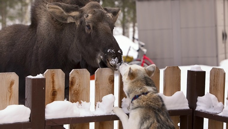 Siberian Husky And A Moose Calf Nose To Nose Over A Picket Fence, Wasilla, Southcentral Alaska, Winter