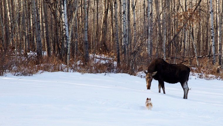 Dog And Moose On Snow Covered Field