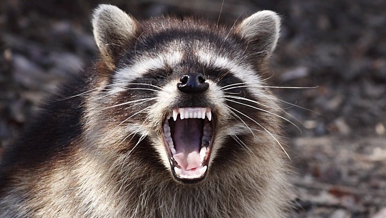 Raccoon near Guadalupe, California.