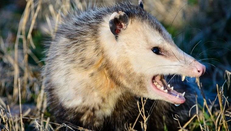 An opossum,commonly called possum, is displaying a fiercs snarl.