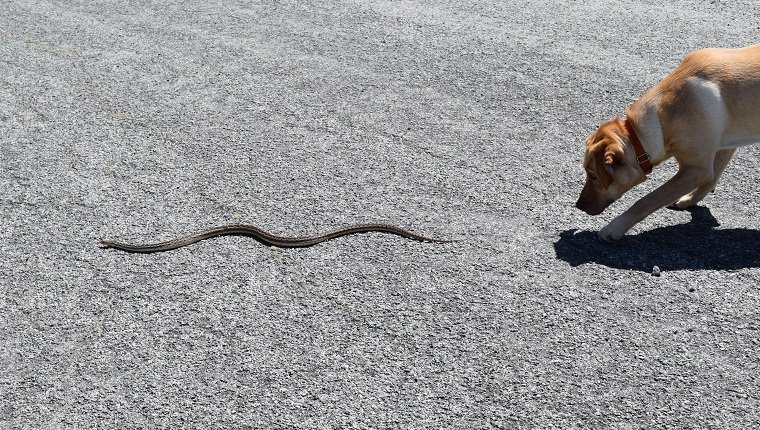 A yellow Labrador retriever chases a gopher snake.