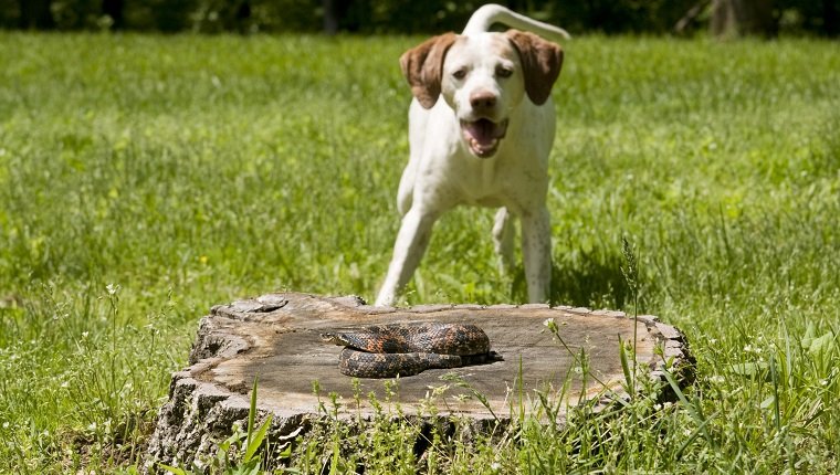 Belle, a German short hair Pointer, finding and enjoying teasing a hognose snake- lightly despeckled