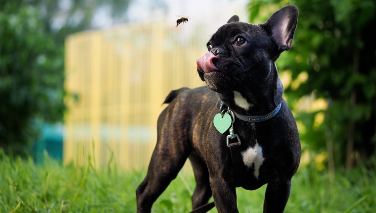 Funny dog catches Bumblebee language. Dog black French bulldog. Bumblebee flies. Summer, city, green grass. Dog collar, leash. Language pink