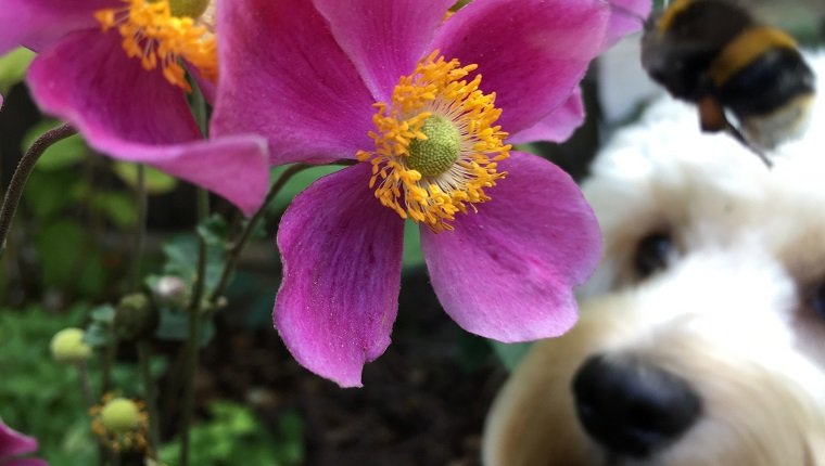Close-Up Of Bumblebee And Dog By Pink Flower Blooming Outdoors