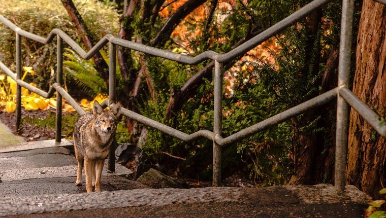 Coyote walking in an urban park