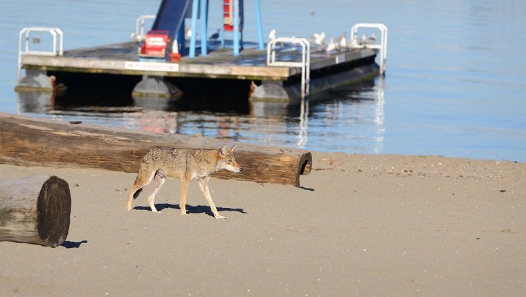 A coyote roams a beach in downtown Vancouver. British Columbia, Canada.