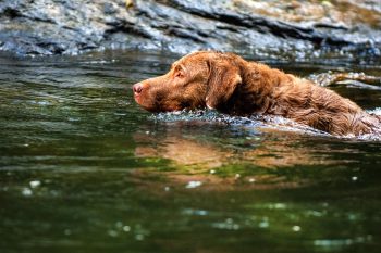 How to Stop a Chesapeake Bay Retriever Puppy from Biting: